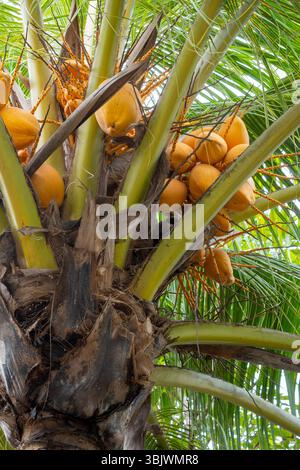 Baum mit vielen Kokosnüssen drauf. Die Kokosnüsse sind gelb und hängen vom Baum Stockfoto