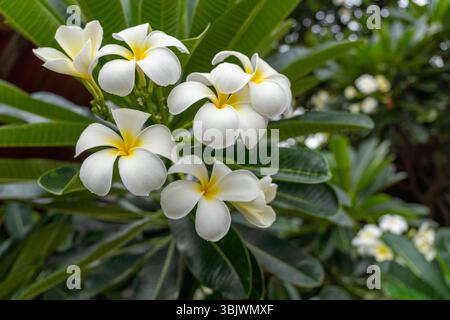 Ein Haufen weißer Blumen mit gelben Mittelpunkten. Die Blumen sind in einem grünen Busch. Die Blumen sind in voller Blüte Stockfoto