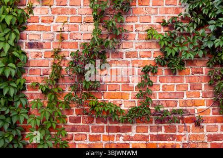 Rote Ziegelmauer mit grünem Klettern Ivy. Leuchtend rote Ziegelwand, teilweise mit sattem grünem Efeu bedeckt, fügt einen natürlichen Kontrast zwischen den künstlichen Elementen hinzu Stockfoto