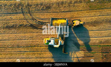 Luftaufnahme von Landmaschinen, die Erntegut auf einem Feld ernten. Ein Top-Down-Luftschuss, der Landmaschinen erfasst, die Getreide auf einem riesigen Feld ernten. Stockfoto