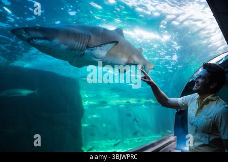 Ein Mann lächelt und zeigt auf Sandtigerhai im Aquarium durch eine Glasscheibe in der Nähe von Felsvorsprüngen Stockfoto