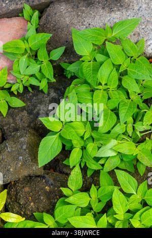 Gemauerter Gehweg mit grünen Pflanzen, die darauf wachsen. Die Pflanzen sind klein und grün und wachsen auf den Ziegeln. Die Szene hat einen natürlichen und friedlichen Charakter Stockfoto