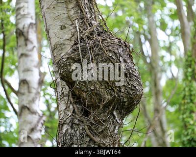 Große Maserung auf einem mit Efeu umwickelten Birkenstamm. Gefunden im Wald. Kopierbereich. Platz für Texte und Designs Stockfoto