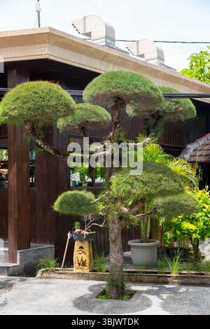 Ein kleiner Baum mit vielen Ästen steht vor einem Gebäude. Der Strukturbaum wird getrimmt und hat eine einzigartige Form. Das Gebäude ist braun und hat viele Fenster Stockfoto