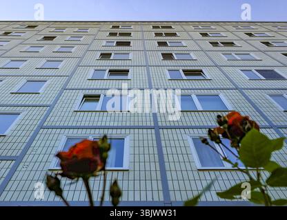 Blick auf ein typisches Ost-Berliner Fertighaus mit roten Rosen im Vordergrund, das ein bescheidenes bürgerliches Glück symbolisiert. Stockfoto