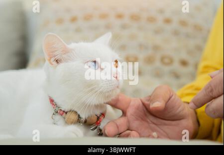 Nahaufnahme von Reifen Frauenhänden mit süßer weißer Katze, die zu Hause auf dem Sofa sitzt. Streichelkatze. Stockfoto