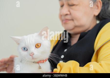 Ältere asiatische Frau sitzt auf Sofa mit zwei farbigen Augen weiße Katze auf Sofa zu Hause. Selektiver Fokus. Stockfoto