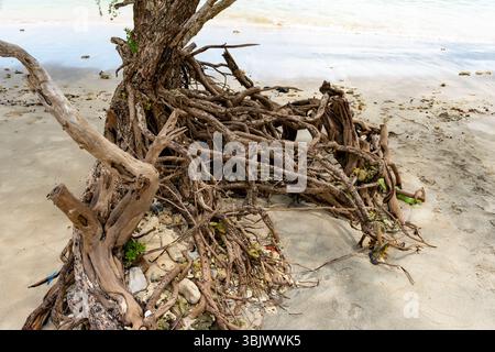 Die Baumwurzel ragt am Strand aus dem Boden. Die Wurzel ist braun und hat viel Schmutz Stockfoto