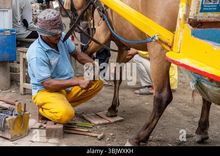 Gili, Lombok, Indonesien - 3. Januar 2025: Der Mensch arbeitet an einem Pferdehufe. Das Pferd ist an einen Wagen gebunden. Der Mann trägt ein gelbes Hemd und eine gelbe Pfanne Stockfoto