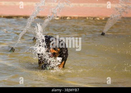Glücklicher Rottweiler, der im Wasserbrunnen spielt Stockfoto