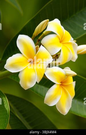 Gelbe Plumeria-Blüten Stockfoto