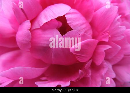 Minimalistische Nahaufnahme von rosa Pfingstrosenblüten Stockfoto