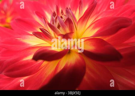 Makrofotografie von Dahlienblättern mit rotem und gelbem Verlauf Stockfoto