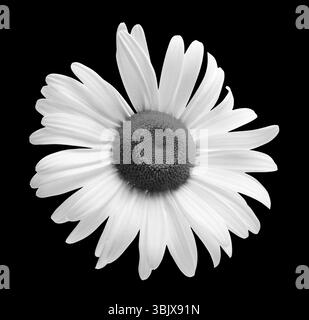Monochrome Kamillenblüte isoliert auf Schwarz Stockfoto