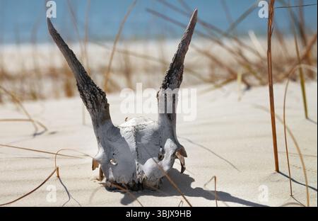 Getrockneter Schädel des europäischen Rehs auf Sand Stockfoto