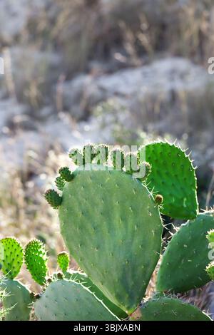Kakteen opuntia - Feigenkaktus mit Babypolster Stockfoto