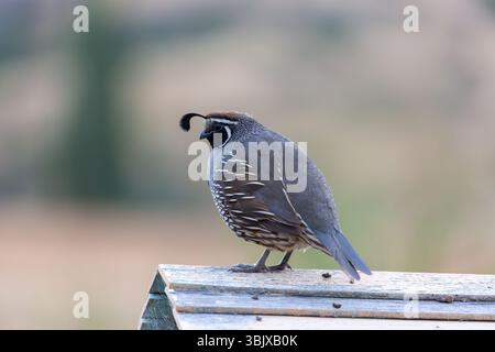 Die kalifornische Wachtel (Callipepla californica), auch bekannt als die kalifornische Valley-Wachtel oder Valley-Wachtel, ist ein kleiner bodenlebender Vogel Stockfoto