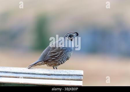 Die kalifornische Wachtel (Callipepla californica), auch bekannt als die kalifornische Valley-Wachtel oder Valley-Wachtel, ist ein kleiner bodenlebender Vogel Stockfoto