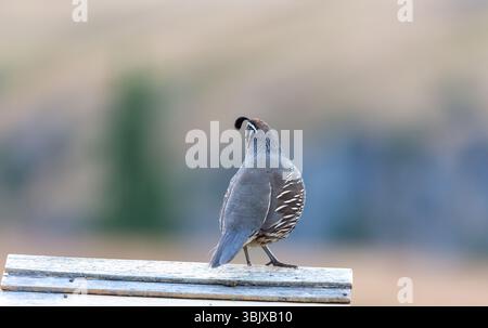 Die kalifornische Wachtel (Callipepla californica), auch bekannt als die kalifornische Valley-Wachtel oder Valley-Wachtel, ist ein kleiner bodenlebender Vogel Stockfoto