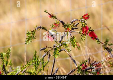 Das Silberauge oder Wachsauge, auch bekannt unter seinem Māori Namen tauhou in einem Flaschenbürstenstrauch, Queenstown, Otago, Neuseeland Stockfoto