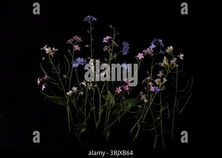 Zarte rosafarbene, blaue und weiße Blumen, die nicht vergisst werden, sind vor einem schwarzen Hintergrund angeordnet, isoliert in dramatischer Beleuchtung. Stockfoto