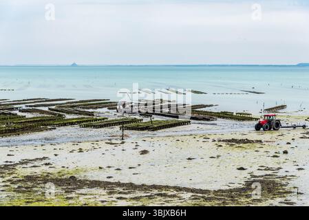 Austernfarmen bei Ebbe in Cancale Stockfoto
