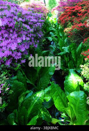 Azalea (Rhododendron sp) Büsche neben einem Bach in der Isabella Plantation, Richmond Park, London. Stockfoto