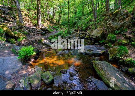 Der Burbage Brook fließt über ein Gewirr von Gritstone-Felsen auf seinem Weg durch die Padley Gorge in Derbyshire. Stockfoto