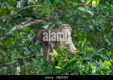 Weißfronter Kapuzineraffe, Cebus albifrons, im Yasuni-Nationalpark im Amazonasbecken, Ecuador. Stockfoto