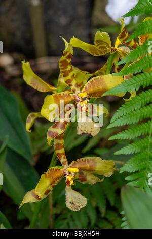 Ein großes Rossioglossum, Rossioglossum grande, im Orchidarium des Botanischen Gartens Quito, Quito, Ecuador. Stockfoto