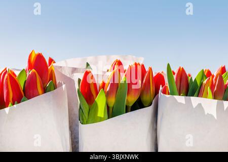 Frisches, rotes niederländisches Papier gewickelte Tulpen vor einem blauen Himmel Stockfoto
