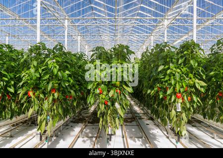 Professionelles industrielles Wachstum von Paprika in einem niederländischen Gewächshaus Stockfoto