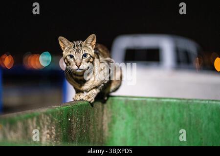 Eine streunende Katze navigiert nachts am Rand eines grünen Müllbehälters in Punta del Moral, Ayamonte, Huelva, Andalusien, Spanien. Stockfoto
