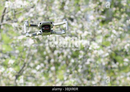 Kleine fliegende Quadcopter Drohne im Flugmodus mit Kamera im Freien am sonnigen Tag Frühlingszeit auf weißen Blumen Blüten Garten Hintergrund Stockfoto