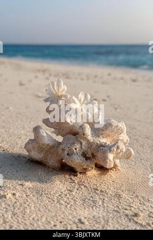 Korallen am Strand der Malediven Stockfoto