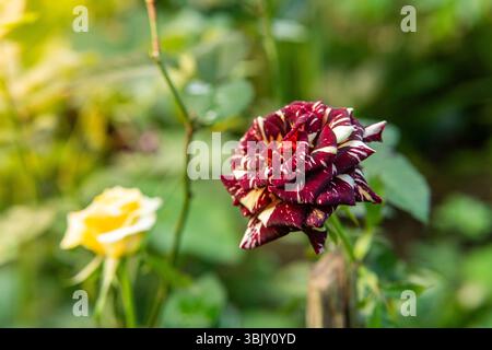 Eine Nahaufnahme einer seltenen gestreiften Rose mit roten und weißen Blüten, die in einem Garten blühen. Erfasst während der goldenen Stunde. Stockfoto