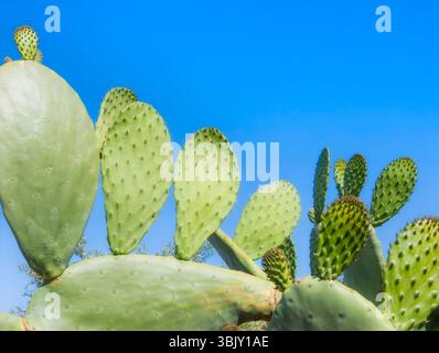 Nahaufnahme von Feigenkaktus-Pads (Opuntia Ficus-indica) mit klarem blauem Himmel im Hintergrund, stachelgrüner Textur. Sizilien, Italien. Stockfoto