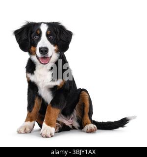 Entzückender junger Berner-Sennen-Hund, der in komischer Pose vorne sitzt. Blick auf die Kamera. Isoliert auf weißem Hintergrund. Stockfoto