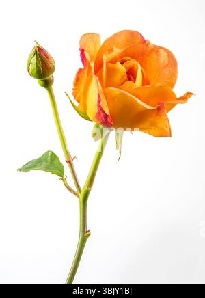 Eine einsame orangene Rose, fotografiert auf weißem Hintergrund Stockfoto