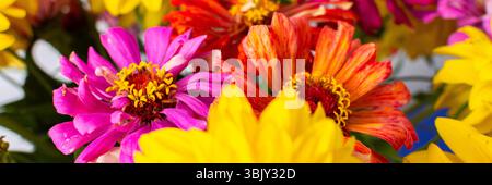 Dieser lebhafte Blumenstrauß aus farbenfrohen Zinnia- und Rudbeckia Goldquellen-Blumen verleiht der Inneneinrichtung und dem Banner eine fröhliche Note Stockfoto