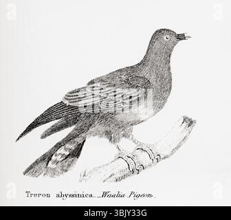Waalia Taube, (Treron abyssinica). Aus der National Encyclopaedia, veröffentlicht um 1890. Stockfoto