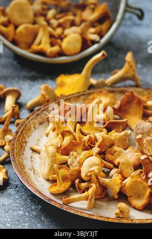 Wald Pilze Pfifferlinge Stockfoto