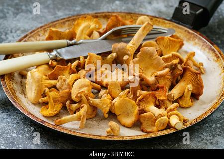 Wald Pilze Pfifferlinge Stockfoto