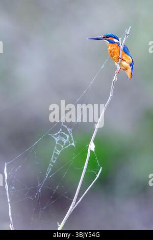 eisvogel (Alcedo atthis) aus Tiszaalpár, Ungarn. Stockfoto