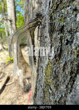Junge Libelle, Weißwinkel Makroaufnahme Stockfoto