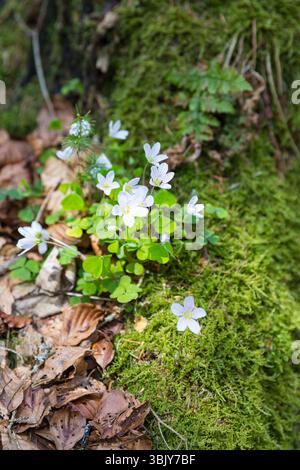 Wald-Sauerklee Oxalis acetosella in Blüte, Deutschland *** Sauerampfer Oxalis acetosella in Flower, Deutschland Stockfoto