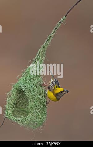 baya Weaver ist ein Weaverbird auf dem indischen Subkontinent. Bekannt für ihre hängenden, retortenförmigen Nester, die aus Gras gewebt wurden. Stockfoto