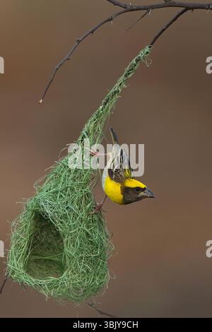 baya Weaver ist ein Weaverbird auf dem indischen Subkontinent. Bekannt für ihre hängenden, retortenförmigen Nester, die aus Gras gewebt wurden. Stockfoto