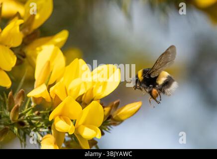 Eine Hummel, die Pollen aus einem Ginsterstrauch sammelt, Chipping, Preston, Lancashire, Großbritannien Stockfoto