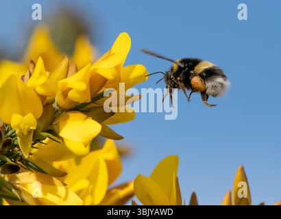 Eine Hummel, die Pollen aus einem Ginsterstrauch sammelt, Chipping, Preston, Lancashire, Großbritannien Stockfoto